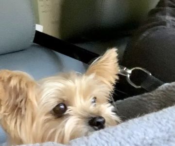 Lagniappe Animal Hospital