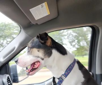 Pet Supplies Plus Clear Lake