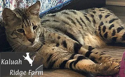 Kaluah Ridge Farm & Cattery 2