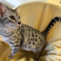 Kaluah Ridge Farm & Cattery ico