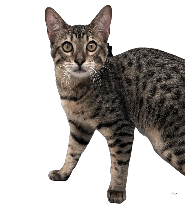 Kaluah Ridge Farm & Cattery 4