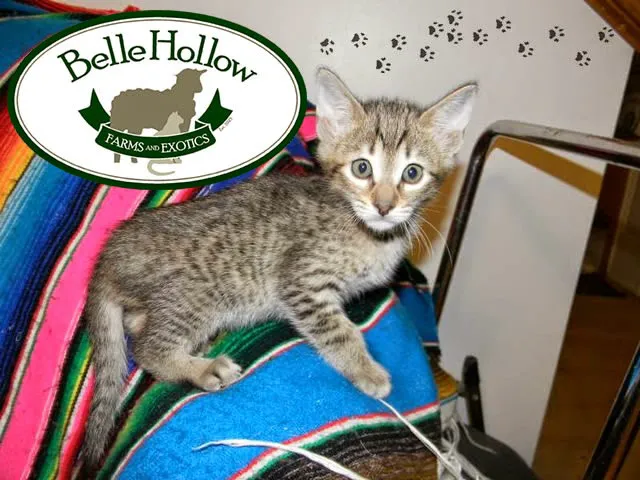 Belle Hollow Farms and Exotics 3