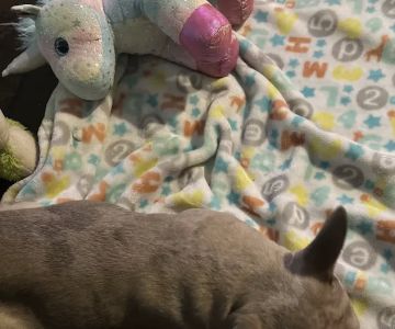 Stiff Frenchies