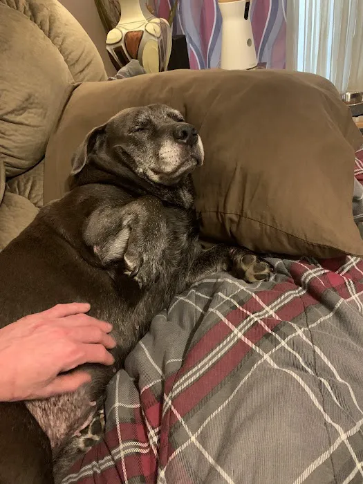 Pet Medical Center, Amy R. Nickels DVM 12