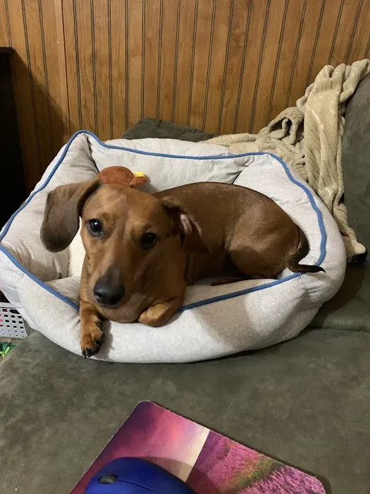 Pet Medical Center 12