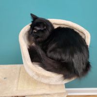 Pet Medical Center ico
