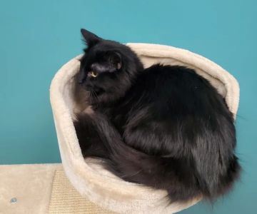 Pet Medical Center