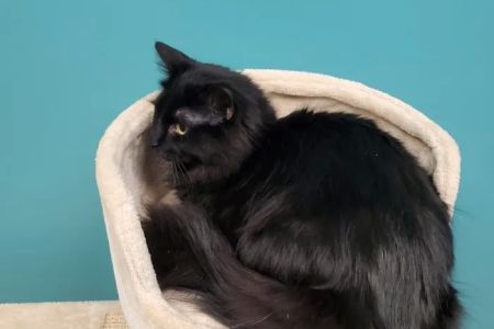 Pet Medical Center
