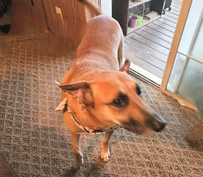 Hambrick Animal Clinic 12