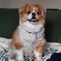 Crownover Animal Clinic ico