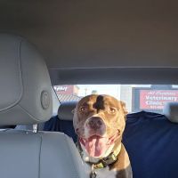 All Creatures Veterinary Clinic ico