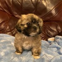 Blooming Pups ico