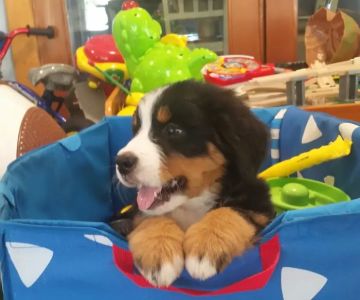 Hackett Animal Clinic