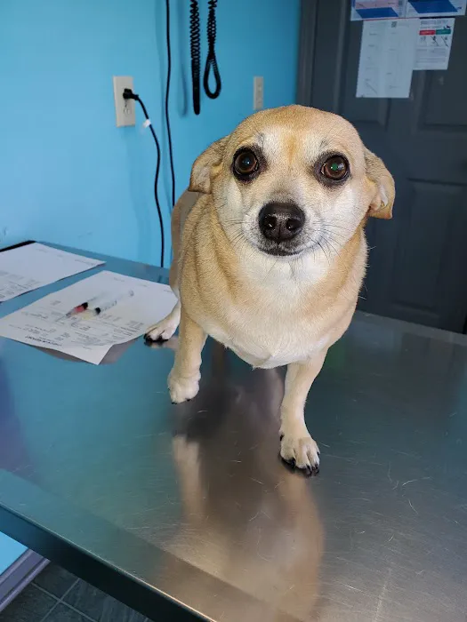 All Creatures Veterinary Clinic 12