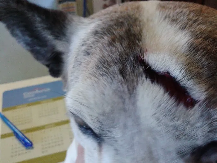 All Creatures Veterinary Clinic 12