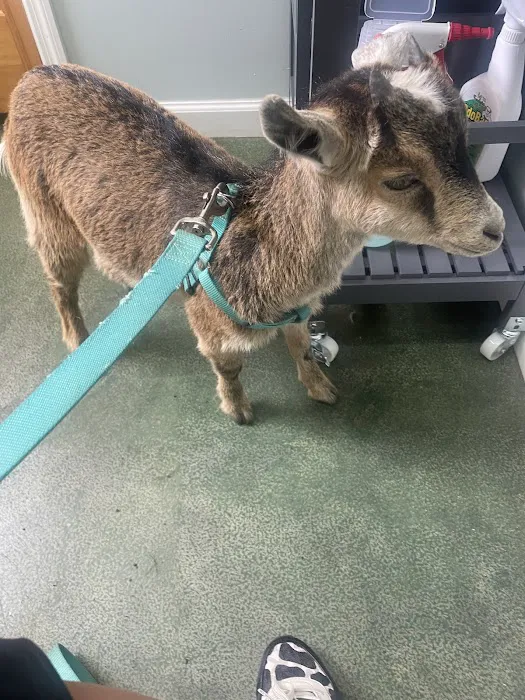All Creatures Veterinary Clinic Morrison 12