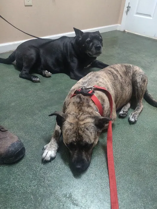All Creatures Veterinary Clinic Morrison 12