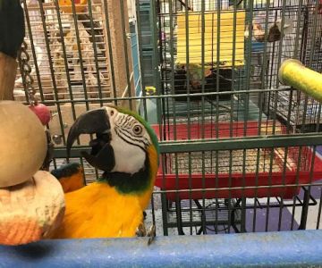 All About Birds