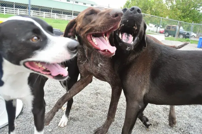 Hampton Cove Animal Hospital & Covepets 12