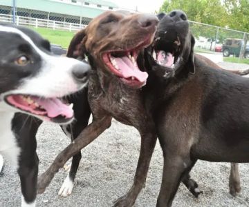 Hampton Cove Animal Hospital & Covepets