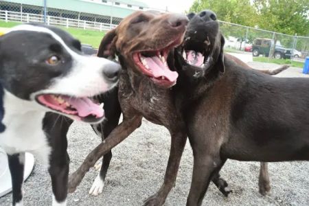 Hampton Cove Animal Hospital & Covepets