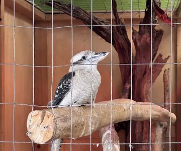 Pets-A-Plenty: The Ultimate Reptile Shop