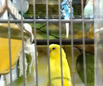 Pet Supplies Plus Sugar Land