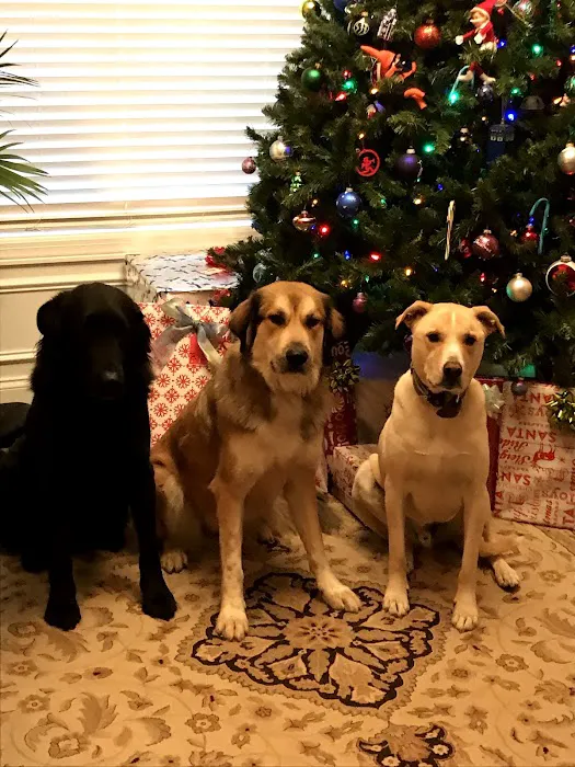 Linderman Animal Hospital 4