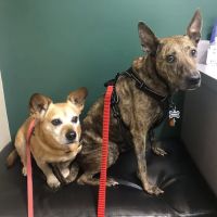 Valley Animal Hospital & Pet Resort ico