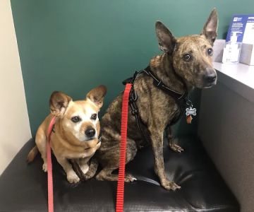 Valley Animal Hospital & Pet Resort