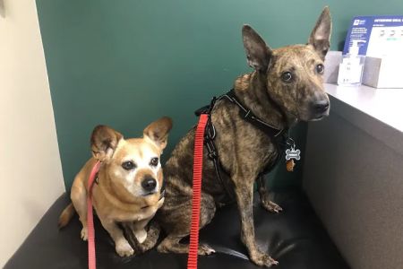 Valley Animal Hospital & Pet Resort