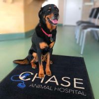 Chase Animal Hospital ico