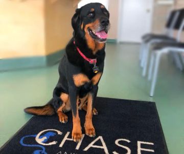 Chase Animal Hospital