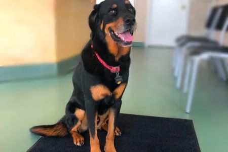 Chase Animal Hospital