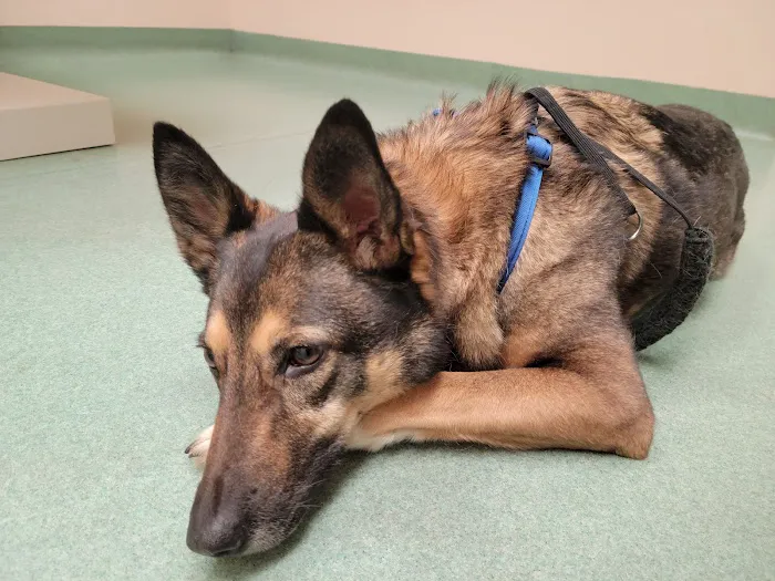 Chase Animal Hospital 12