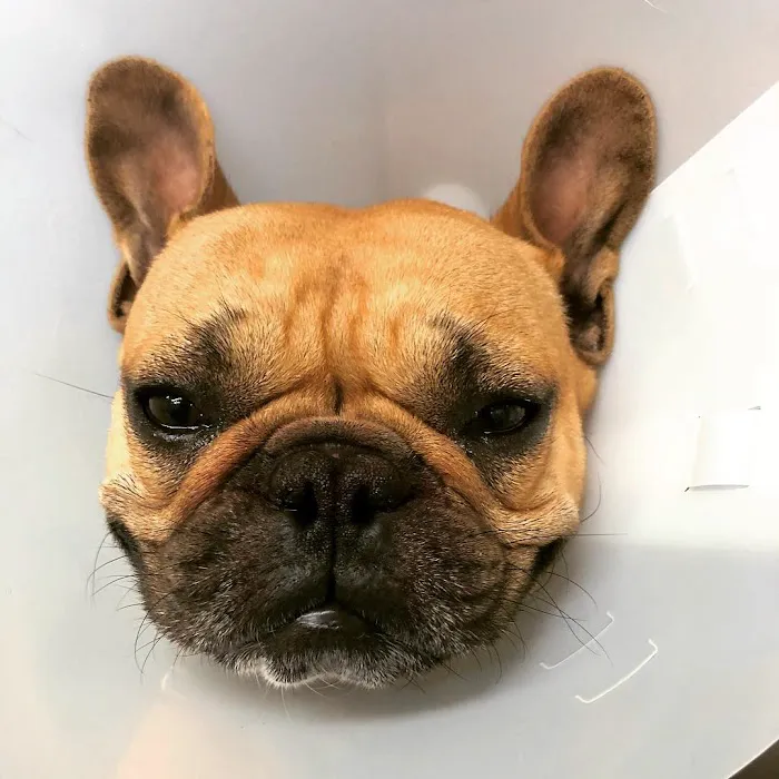 Chase Animal Hospital 12