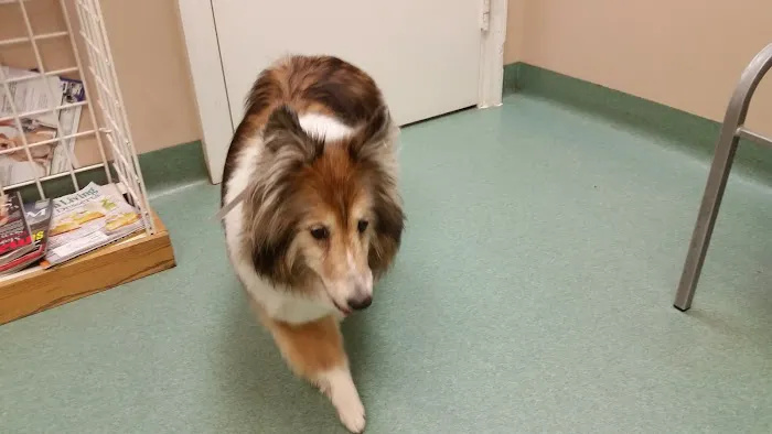 Chase Animal Hospital 12
