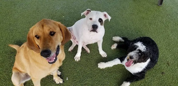 Chase Animal Hospital 12