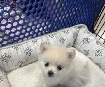a puppy for you