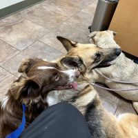 Flint River Animal Hospital ico