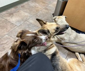 Flint River Animal Hospital