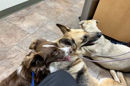 Flint River Animal Hospital