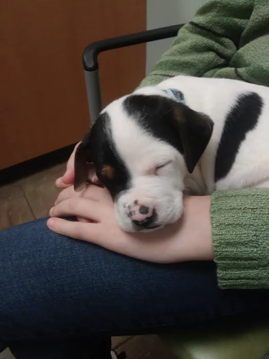 Flint River Animal Hospital 2