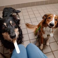 Whitesburg Animal Hospital ico