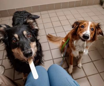 Whitesburg Animal Hospital