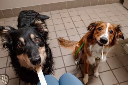 Whitesburg Animal Hospital