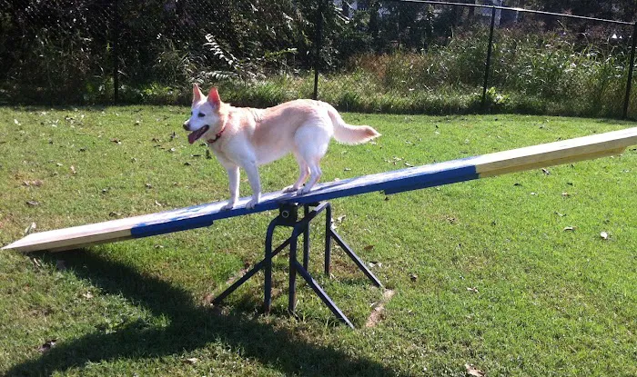 Whitesburg Animal Hospital 12