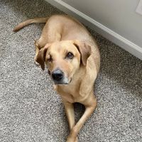 Animal Eye Center ico
