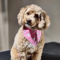 South Huntsville Veterinary Hospital ico