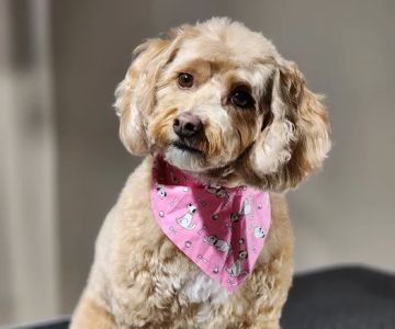 South Huntsville Veterinary Hospital